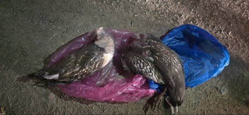 Ховор амьтан агнасан гэмт хэргийг илрүүллээ